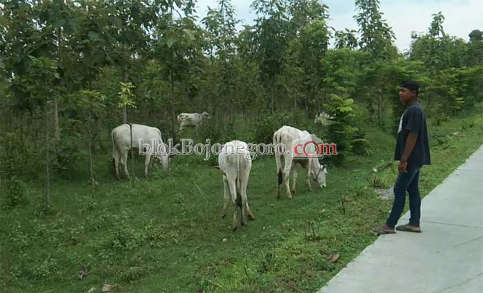 Lika-Liku Remaja, Gembala 24 Ekor Sapi