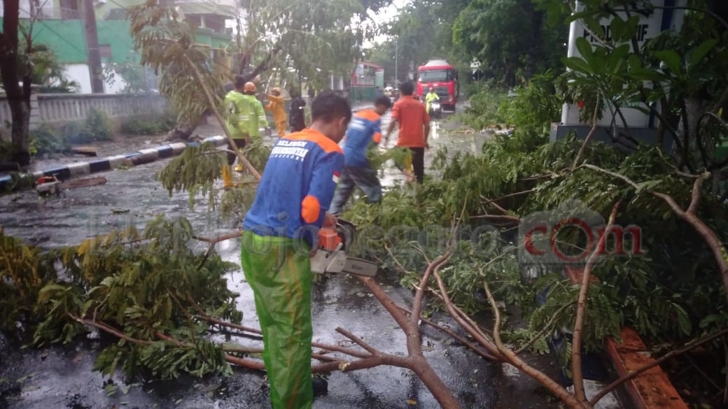 Hujan Deras Disertai Angin, Pohon di Bojonegoro Tumbang