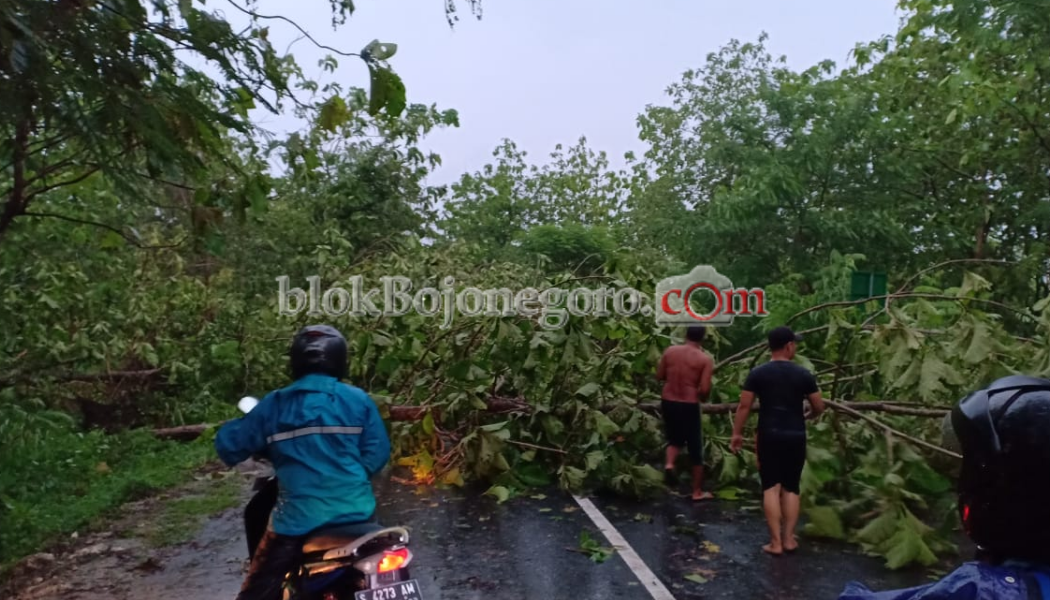 Hujan Angin, Pohon Tumbang dan Kali Pacal Gondang Meluap