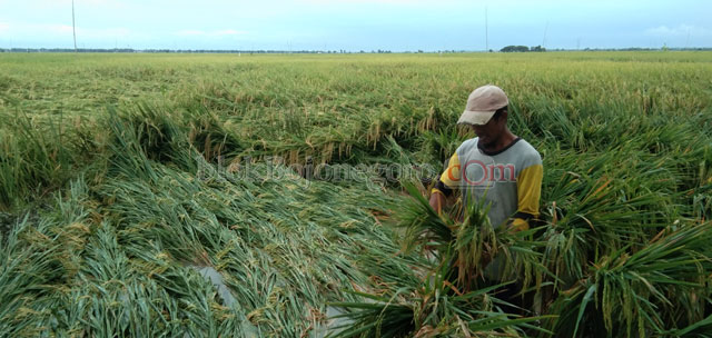Petani Terancam Gagal Panen Akibat Hujan Deras Disertai Angin