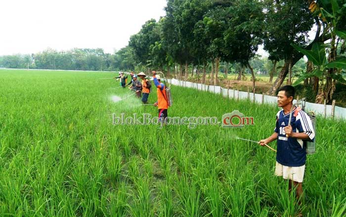 Jumlah Penyuluh Pertanian Belum Seimbang