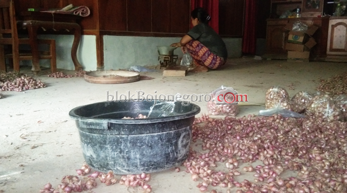 Panen, Petani Bingung Jual Bawang Merah