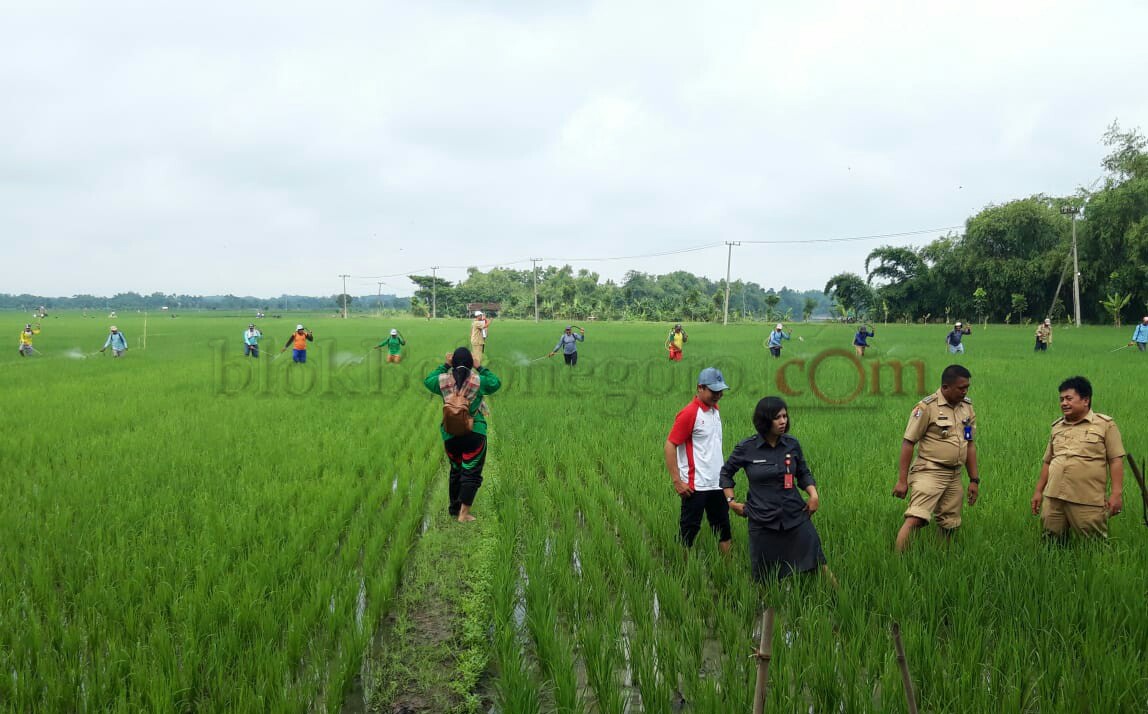 Kadisperta Bojonegoro dan Camat Padangan Turun Sawah Gerdal WBC
