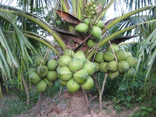 Kembangkan Kelapa, Disperta Tanam 500 Bibit