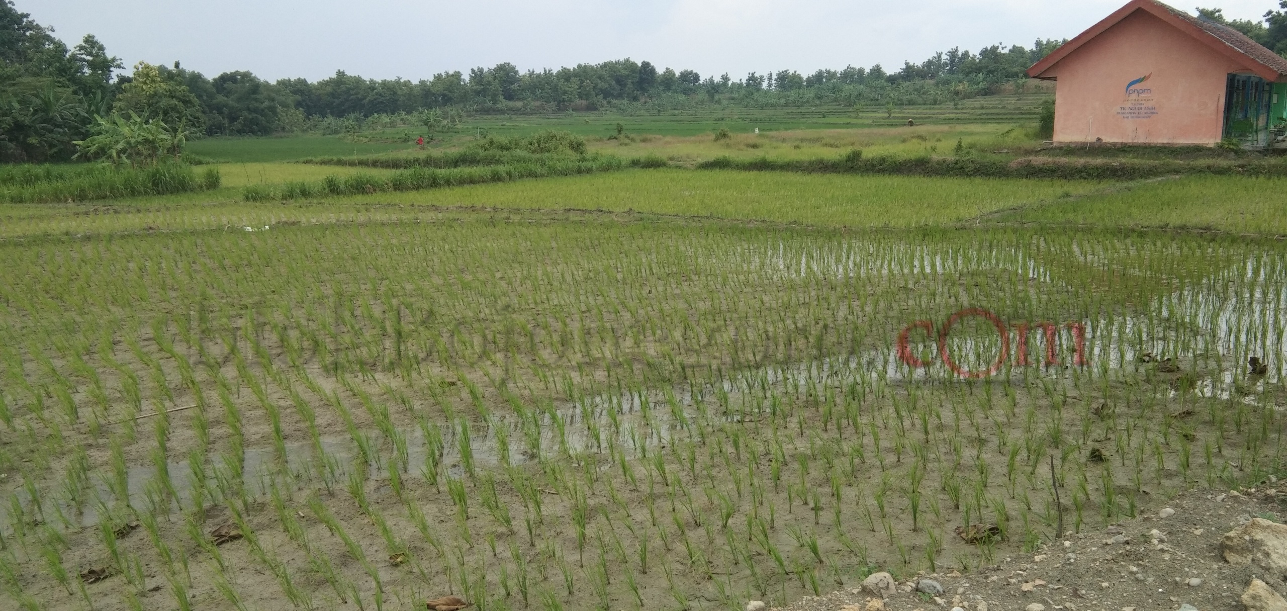Musim Hujan, Petani di Ngambon Masih Keluhkan Air