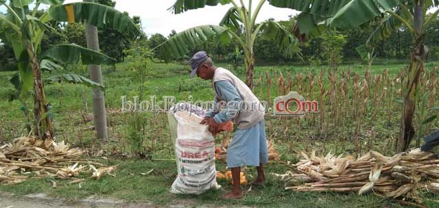 Sempat Diserang Hama Ulat, Petani Bersyukur Masih Bisa Panen