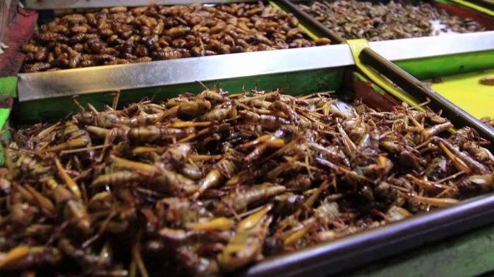 Lezatnya Belalang Goreng Khas Selatan Bojonegoro