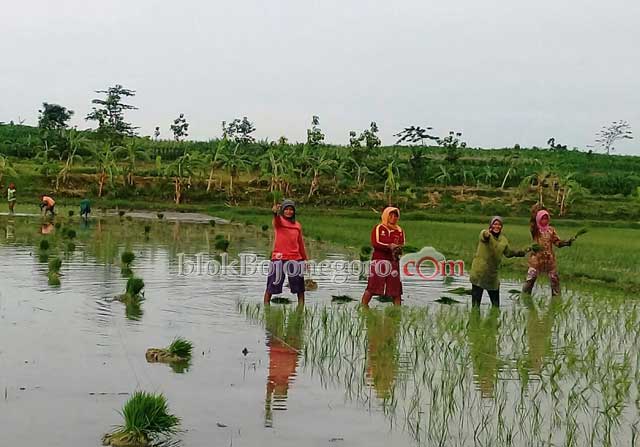Curah Hujan Tinggi, Disperta Berharap Petani  Daftar AUTP