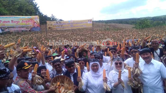 Produksi Jagung di Bojonegoro Selalu Lebihi Target