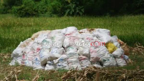 Harga Jagung Lumayan, Pengepul Jemput Langsung ke Ladang