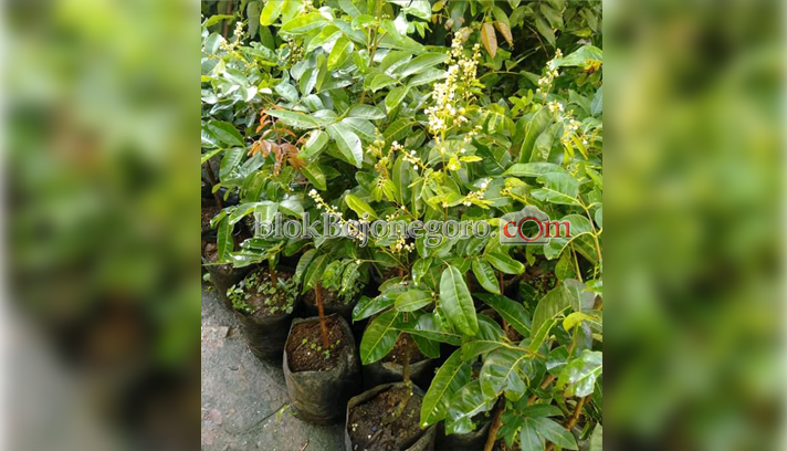 Intip Omzet Manis Kelengkeng Matalada