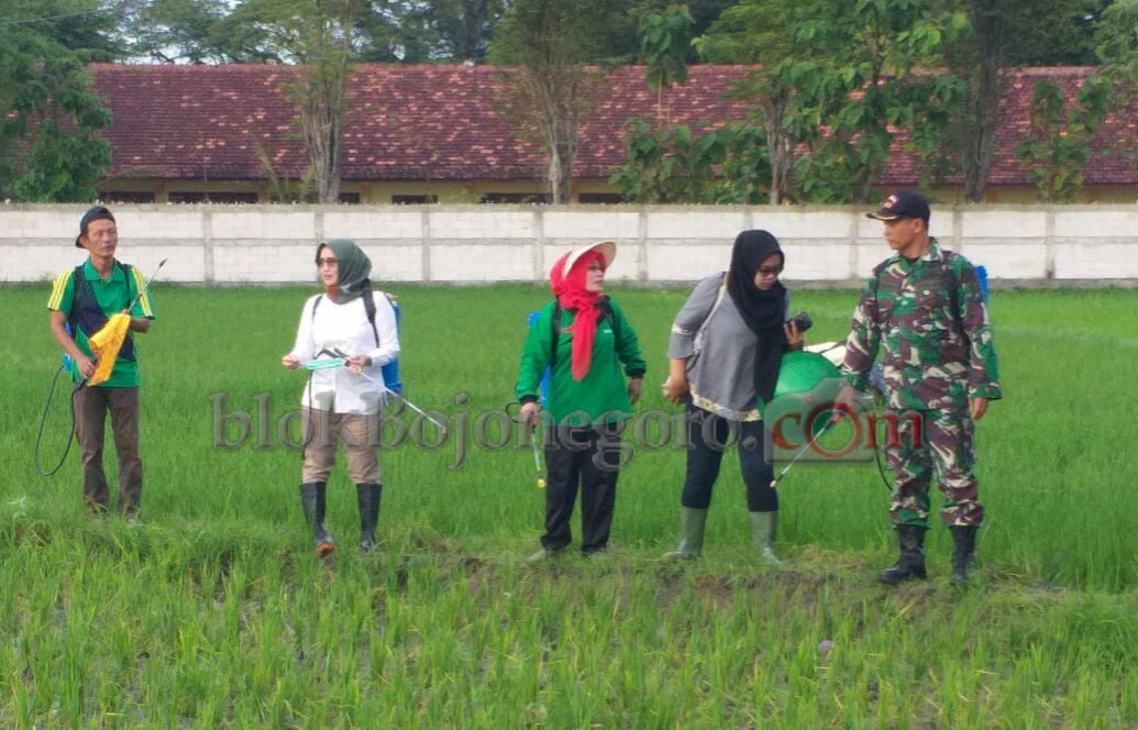 Anggota DPR RI Ikut Kendalikan Wereng di Ngraho