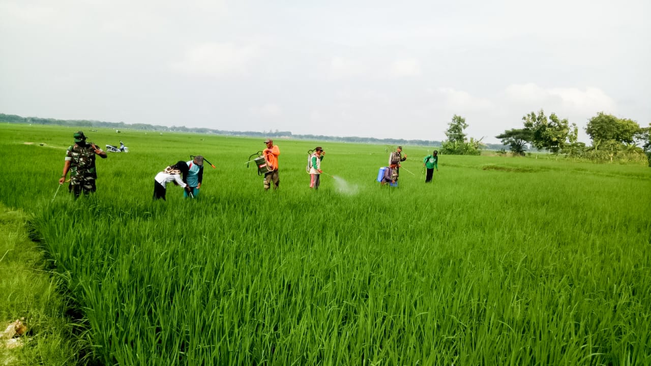 Bangun Sinergitas, Babinsa Trucuk, PPL dan Petani Kendalikan Hama