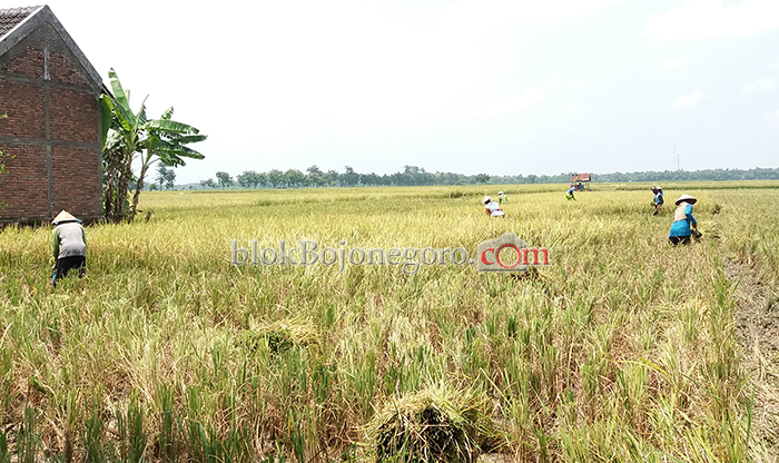 Petani Panen, Harga Gabah Turun