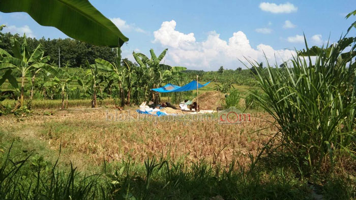 Cerita Buruh Tani Harian Ketika Panen Padi