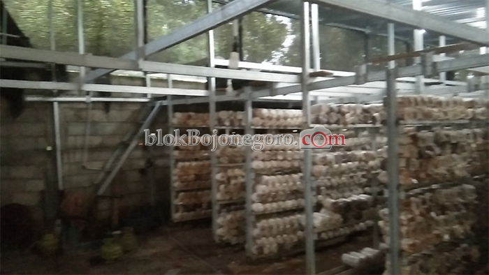 Budidaya Jamur Tiram Warga Jampet ini Raup Omset Menggiurkan