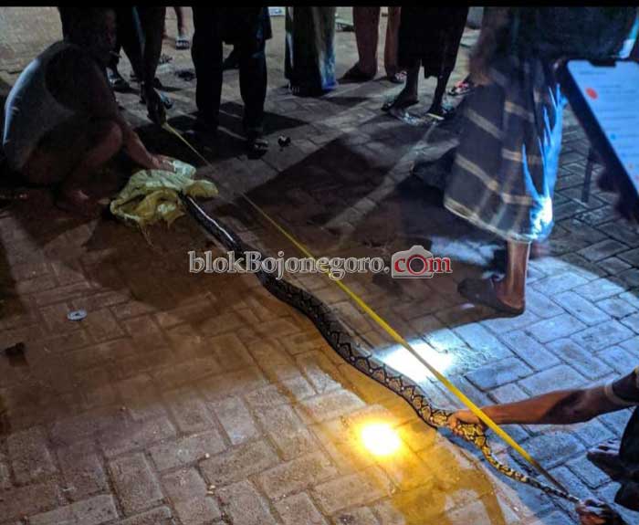 Piket Kewaspadaan COVID-19 Desa Jatigede, Dapat Ular Sanca