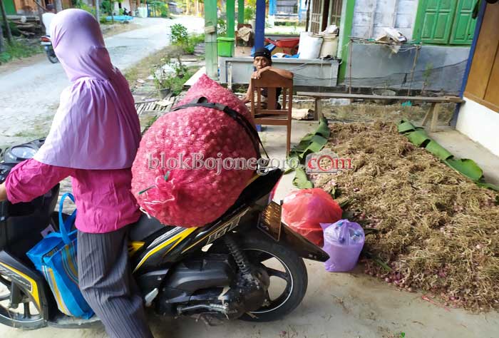 Petani Senang, Harga Jual Bawang Merah Masih Tinggi