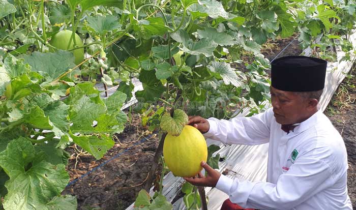 Kembangkan Pertanian, Al-Rosyid Panen Melon