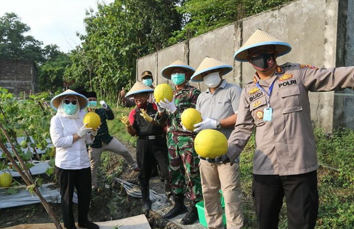 Bersama Forkopimda, Bupati Petik Panen Pertama