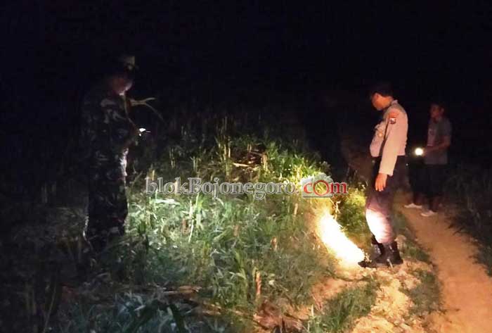 2 Hektar Tanaman Jagung di Desa Soko Dirusak Orang Tidak Dikenal