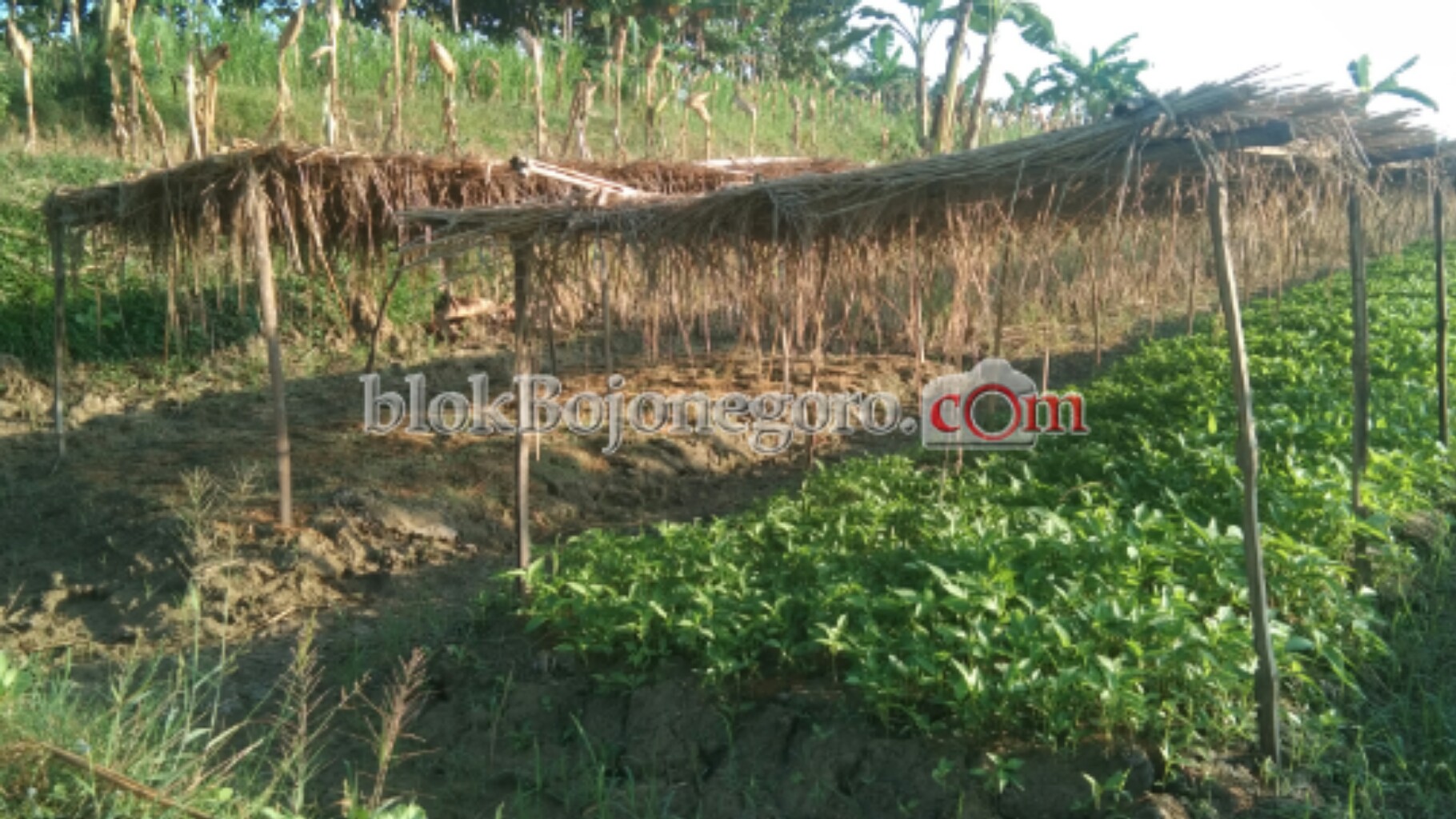 Menjelang Musim Kemarau Bibit Cabai Laris Diborong Petani