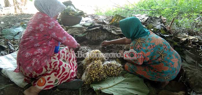 Warga Talok Manfaatkan Bantaran Bengawan Solo untuk Ditanami Ale