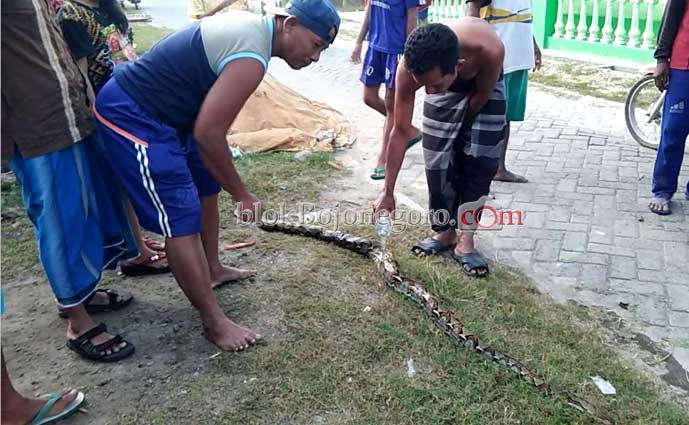 Ular Sanca Kembang Hebohkan Warga Balen
