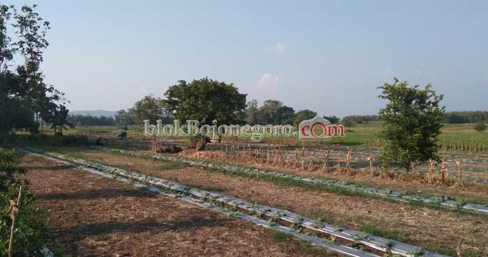 Petani Desa Sumengko Pilih Tanam Semangka, ini Alasannya...