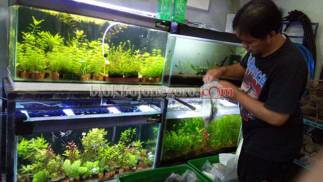 Mampu Raup Omzet Puluhan Juta Rupiah Dari Menekuni Aquaspace