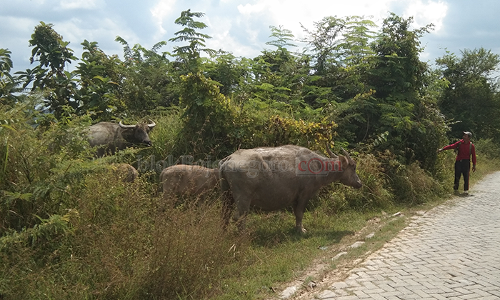 Ternyata di Bojonegoro Masih Ada Pengembala Kerbau