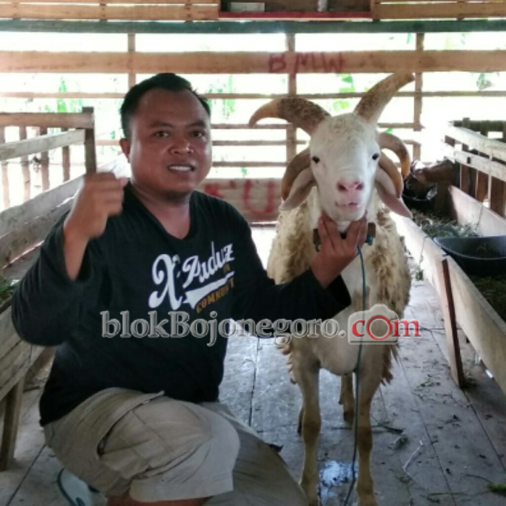 Unik, di Ngambon Ada Kambing Bertanduk 5