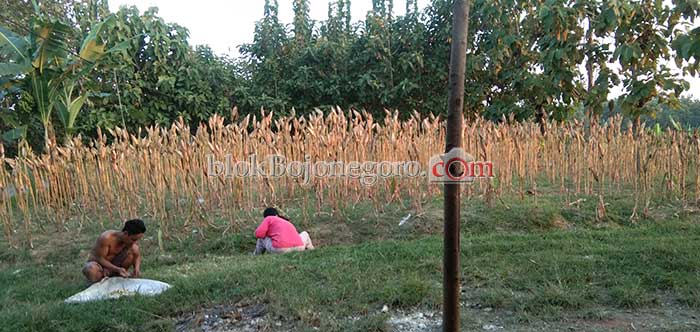Menjelang Panen Harga Jagung Turun