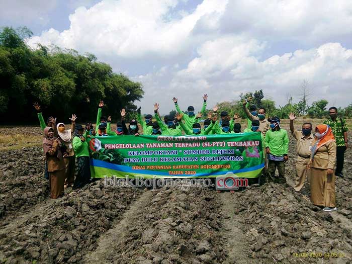 Dampingi Petani, Disperta Bojonegoro Adakan SL-PTT Tembakau