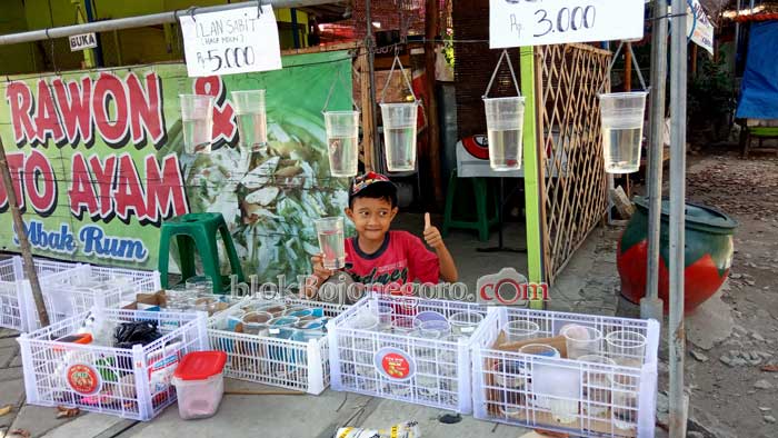 Di Rumah Saja Bocah 10 Tahun ini Kembangkan Hobi Jadi Bisnis Cupang