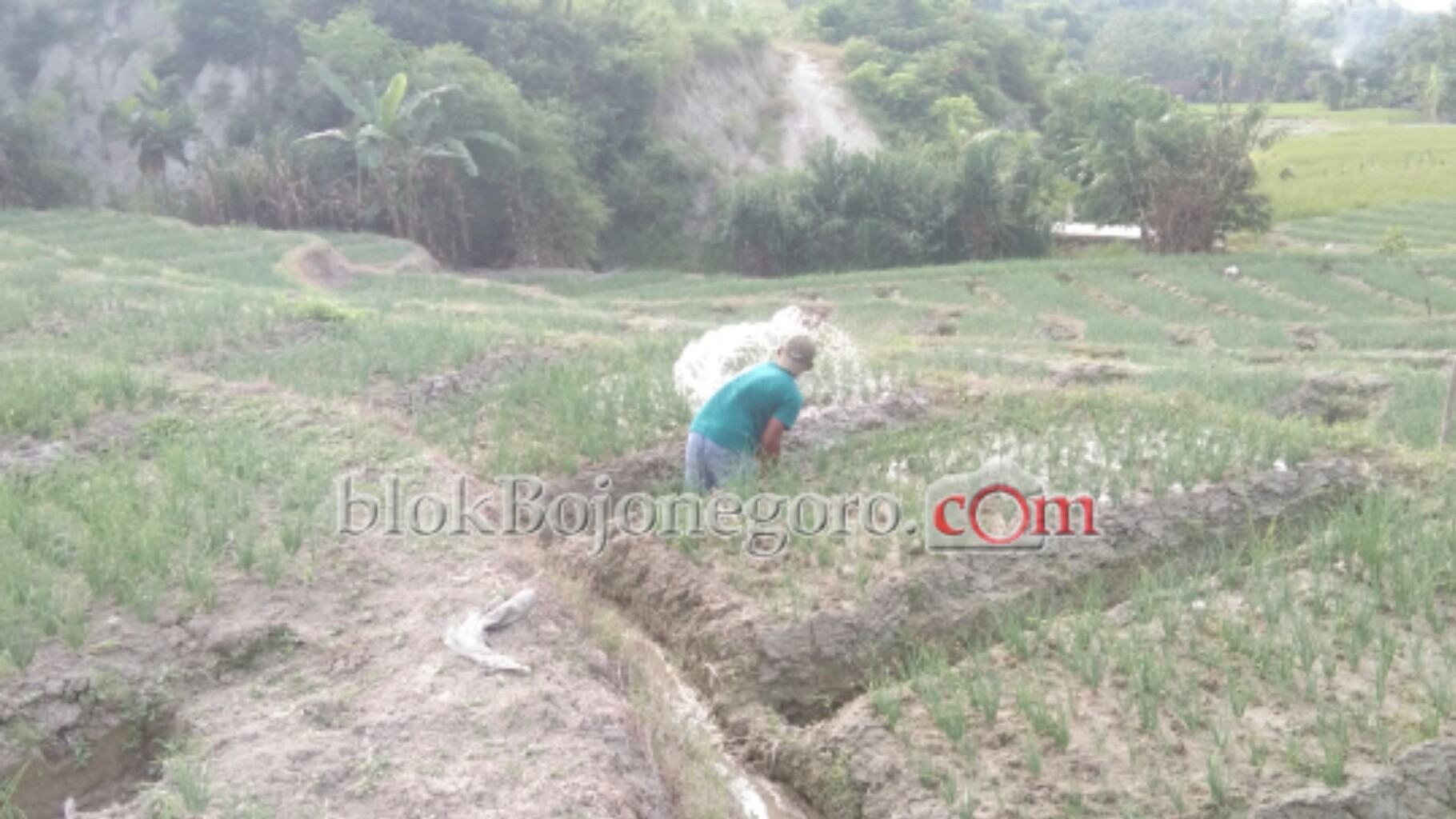 Melihat Perawatan Bawang Merah di Desa Deling