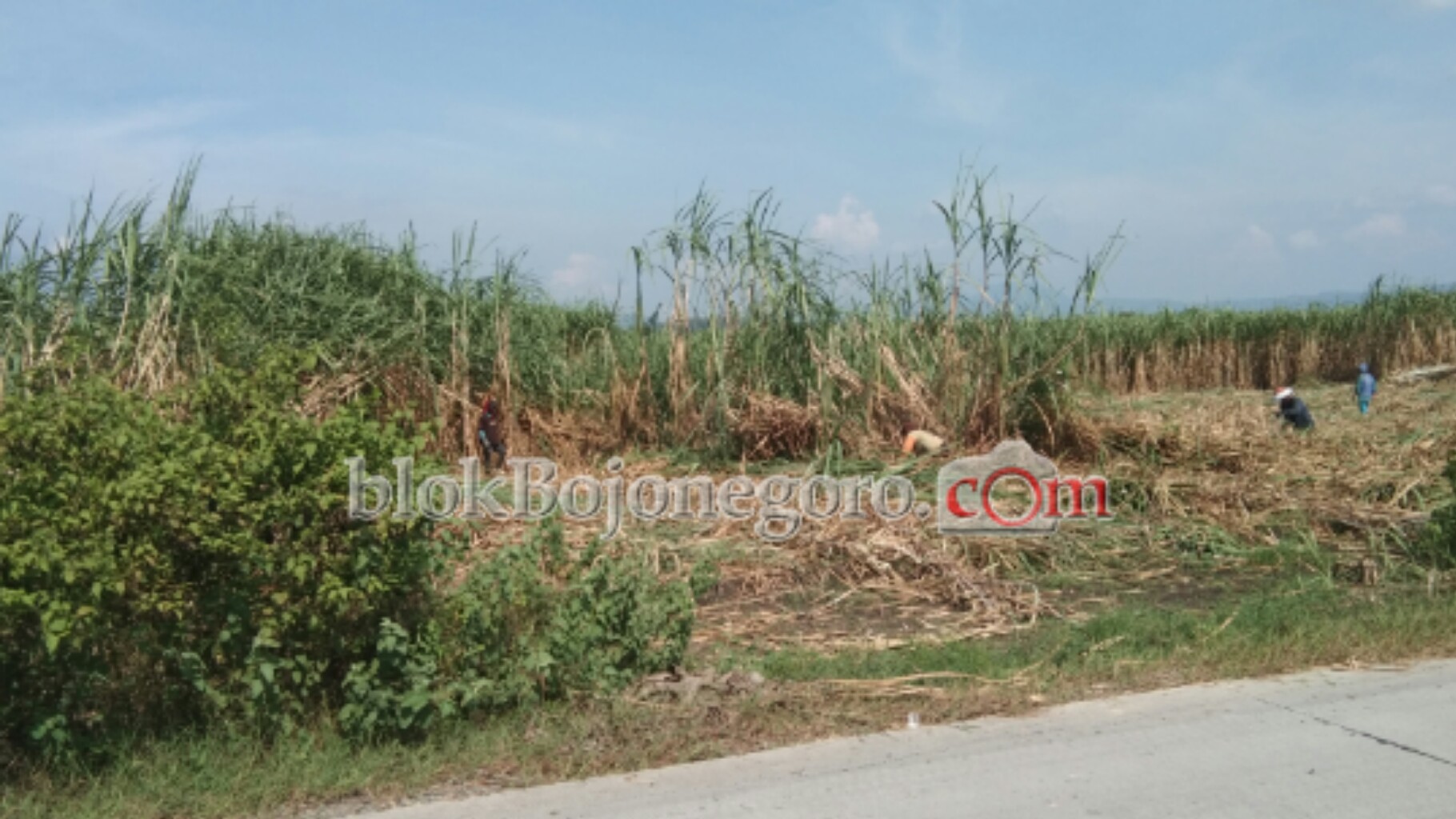 Tanaman Tebu di 2 Desa di Ngasem Masuk Masa Panen