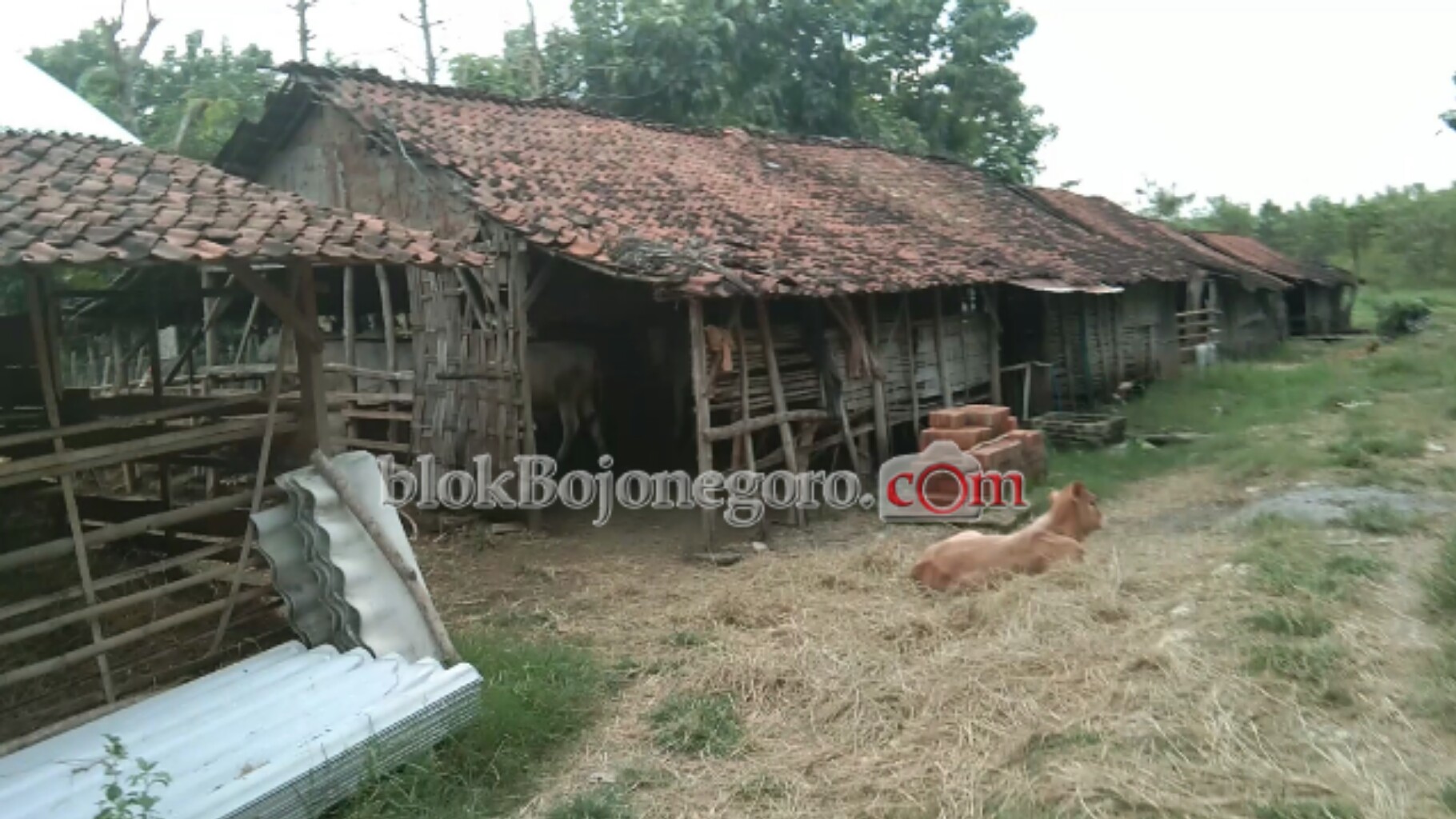Kelompok Ternak dan LMDH Kembangkan Sapi Jawa