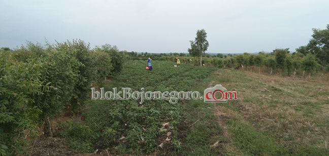 Perhutani Gandeng Petani Merawat Tanaman Kayu Putih