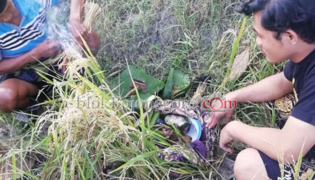 Wiwitan, Tradisi Wujud Rasa Syukur Pasca Panen