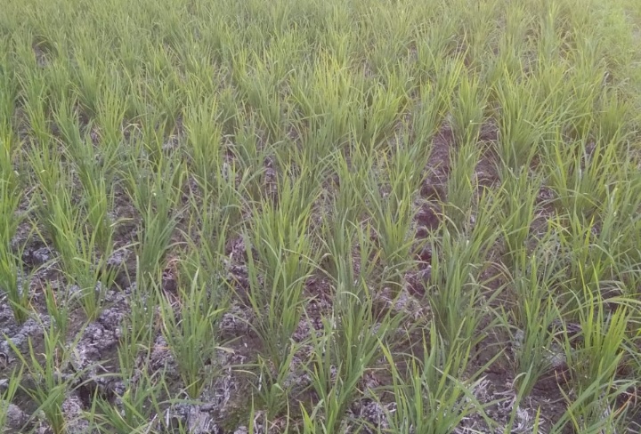 Kekurangan Air, Padi di Balen Terancam Gagal Panen