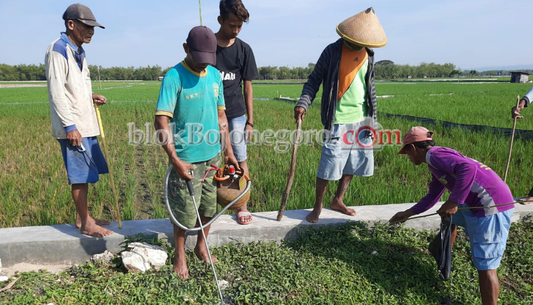 Antisipasi Serangan Hama Tikus, Petani Tejo Gencarkan 