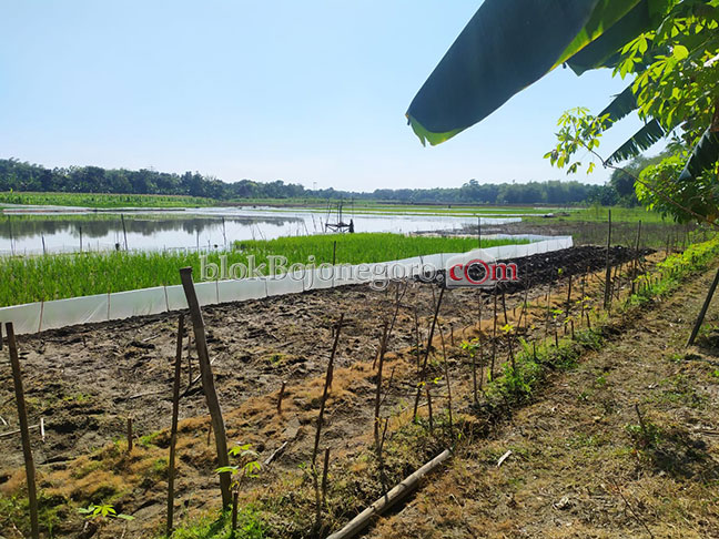 Sawah yang Akan Dipasangi Setrum, Korban Belum Ditemukan