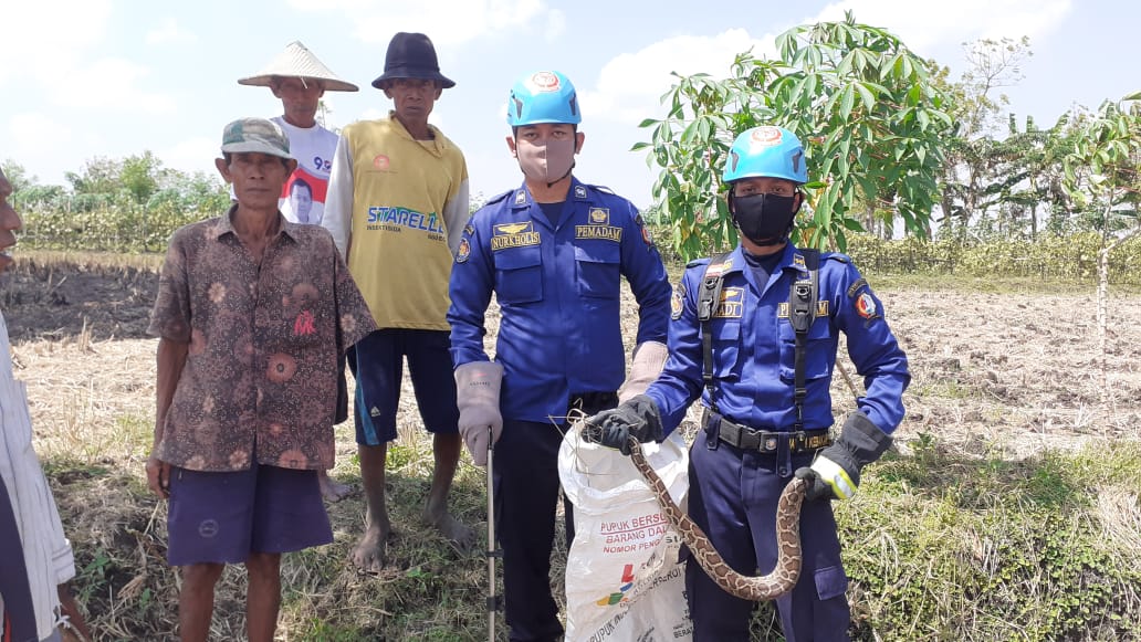 Resah, Ular Sanca Ukuran 1.5 Meter Diamankan