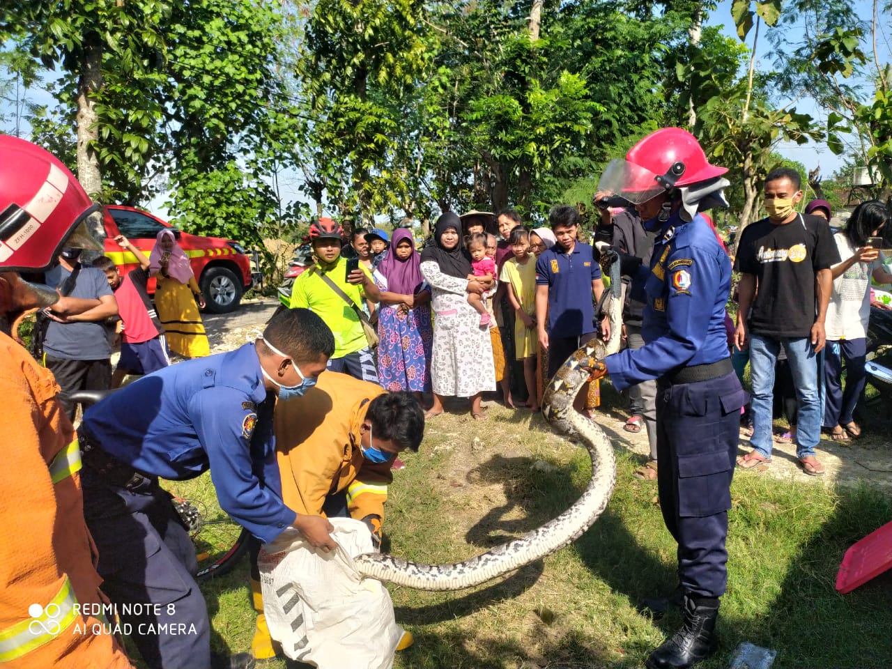 Berkeliaran dan Masuk Rumah Warga, Ular Pyton Ditangkap