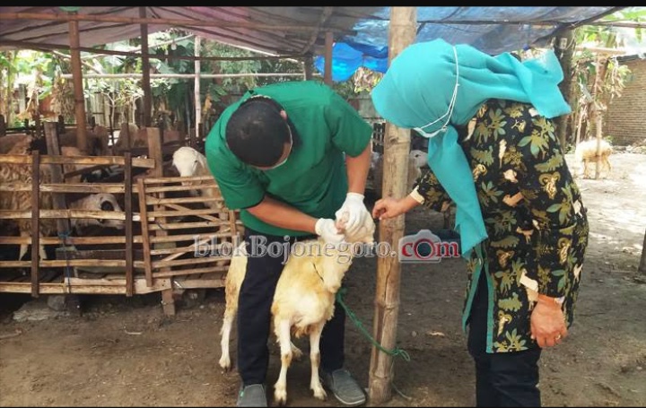 Disnakkan Wajibkan Penjual Hewan Kurban Terapkan Protokol Kesehatan