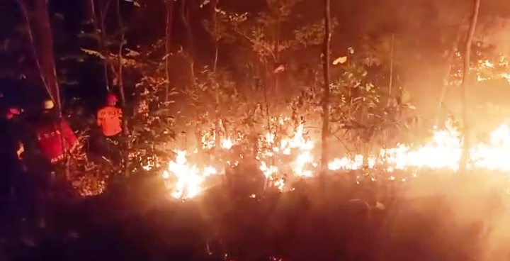 10 Ha Hutan di Dander Terbakar, ini yang Dilakukan Petugas Damkar