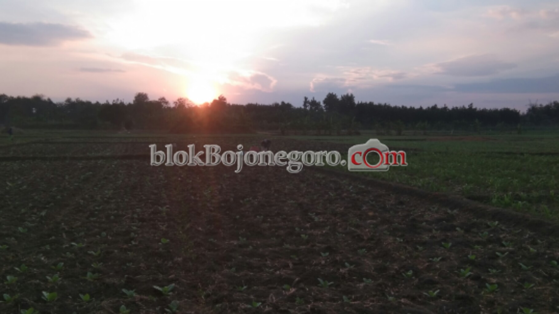 Petani di Mulyorejo ini Mengadukan Nasib Tanam Tembakau