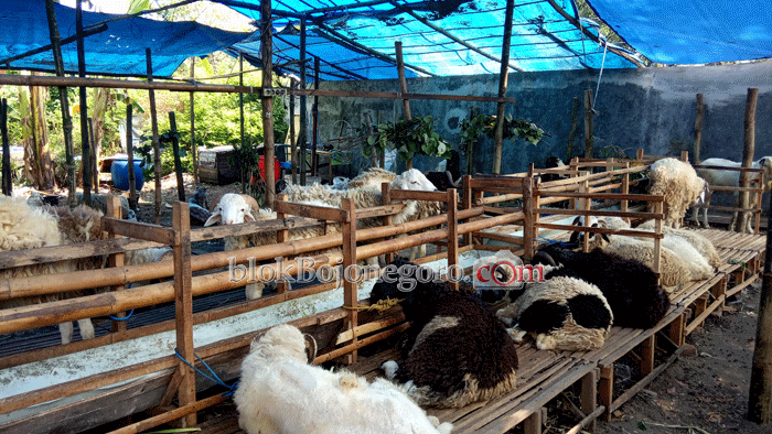Penjualan Hewan Kurban Semakin Meningkat