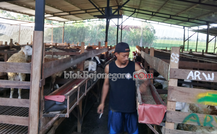 Idul Adha, Omzet Peternak Kambing  Melejit